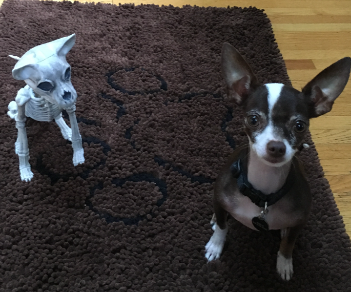 Gizmo, a Trinity Dogs trained dog